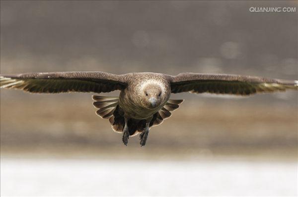 south polar skua