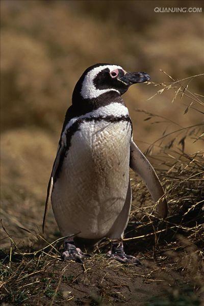 spheniscus magellanicus