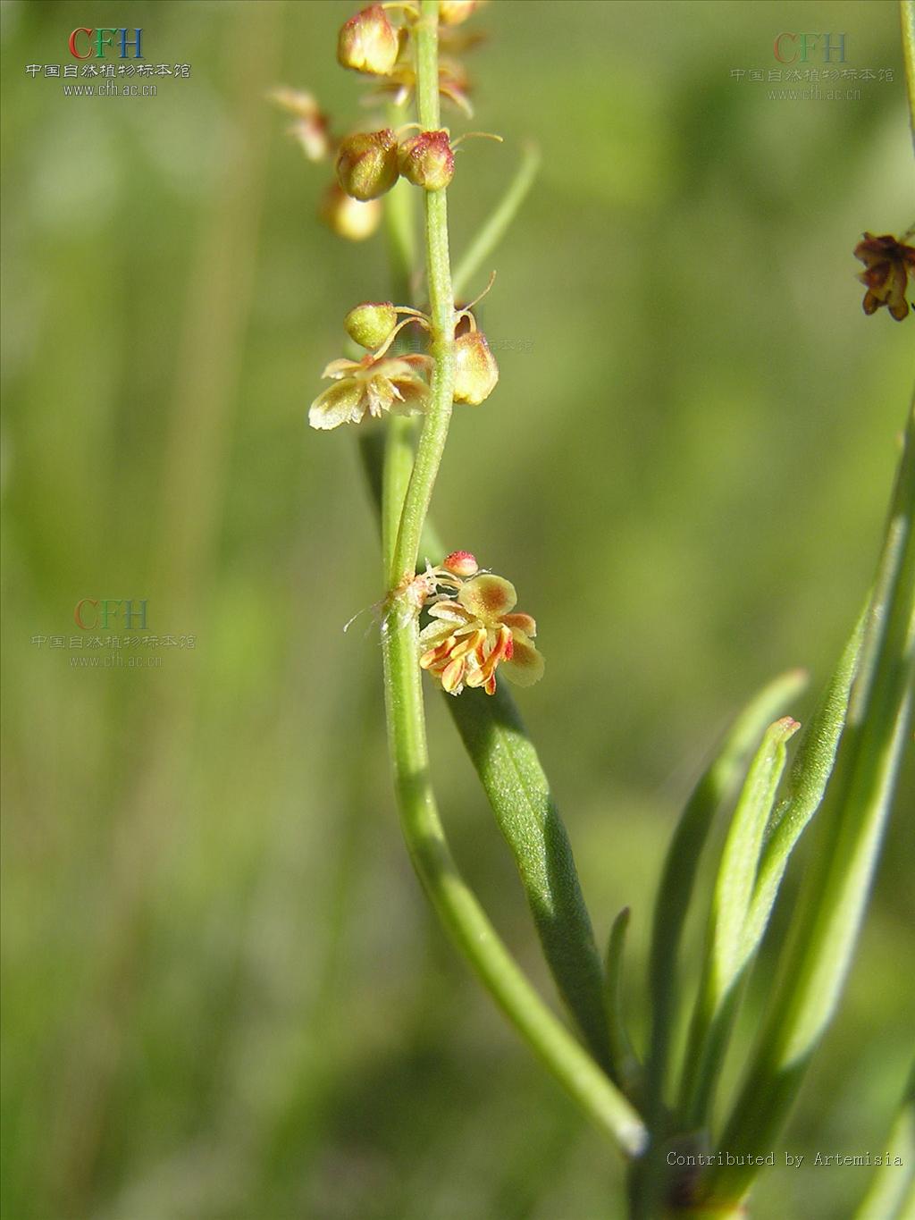  p>小酸模(学名:rumex acetosella), a href="#" data-lemmaid="