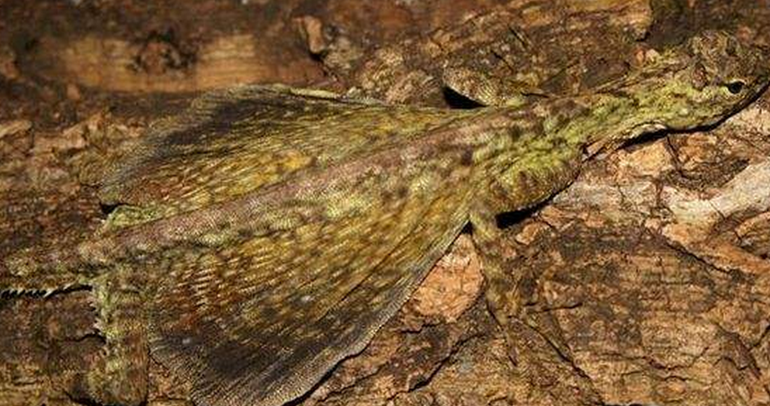  p>裸耳飞蜥, a>鬣蜥科 /a>飞蜥属物种,鼓膜裸露,鼻孔开向背侧,翼膜