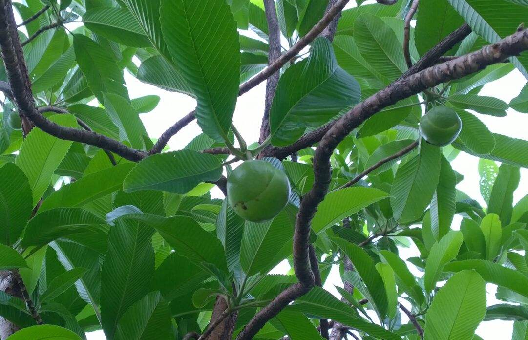  p>五桠果属,约60种,分布于亚洲热带地区,少数到达印度洋西部的