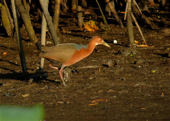  p>棕颈林秧鸡是一种中型 a href="#">涉禽 /a>嘴峰与跗骨等长,或者较
