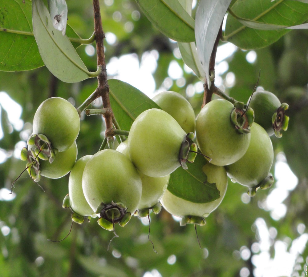  p>广西 a href="#">蒲桃 /a>(学名:syzygium guangxiense chang et