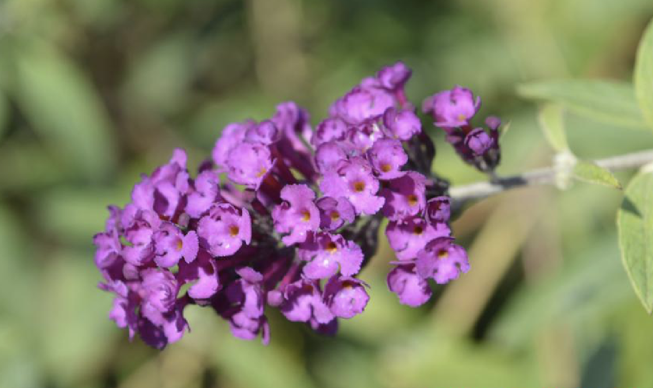  p>紫花醉鱼草(学名: i>buddleja fallowiana /i> balf. f.et w.w.sm.