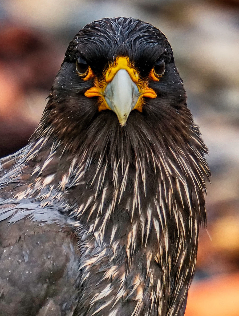 accipiter striatus