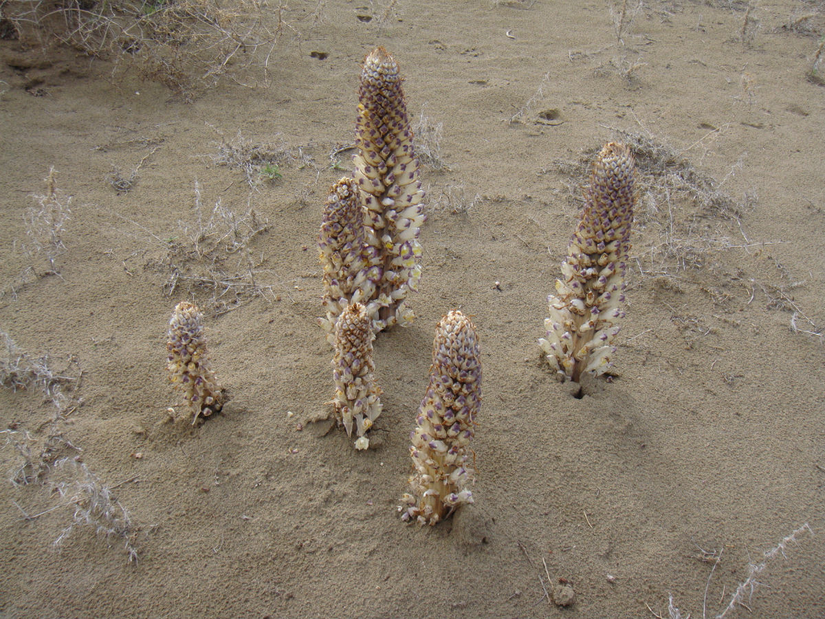  p>沙苁蓉,植株高15--70厘米.