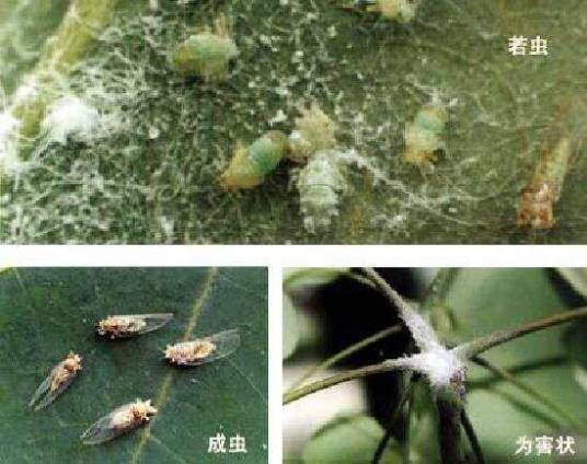甘肃前个木虱_百度百科