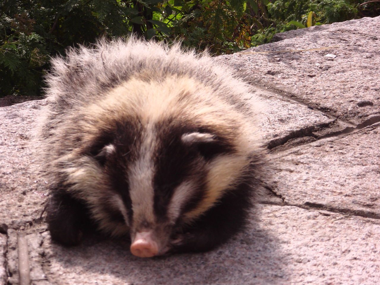  i>arctonyx collaris /i>),别称沙獾,山獾,是鼬科,猪獾属的哺乳动物