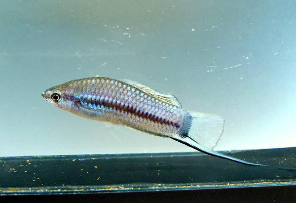 剑尾鱼 全网资源