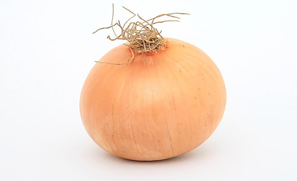  p>洋葱(学名: i>allium cepa /i> l.