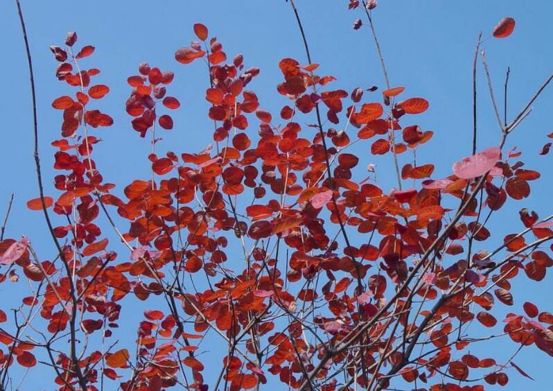 cotinus