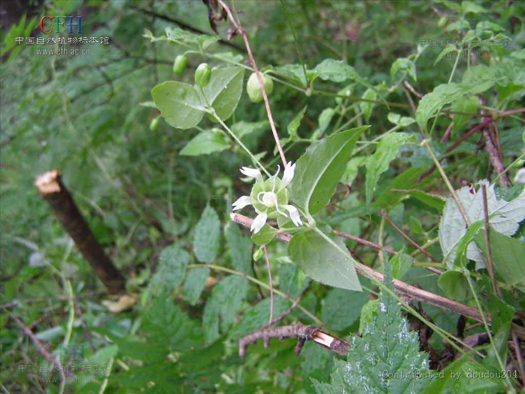  p>狗筋蔓属( a target="_blank" href="/item/学名/8074290" data