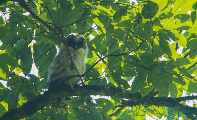 strix leptogrammica laotiana