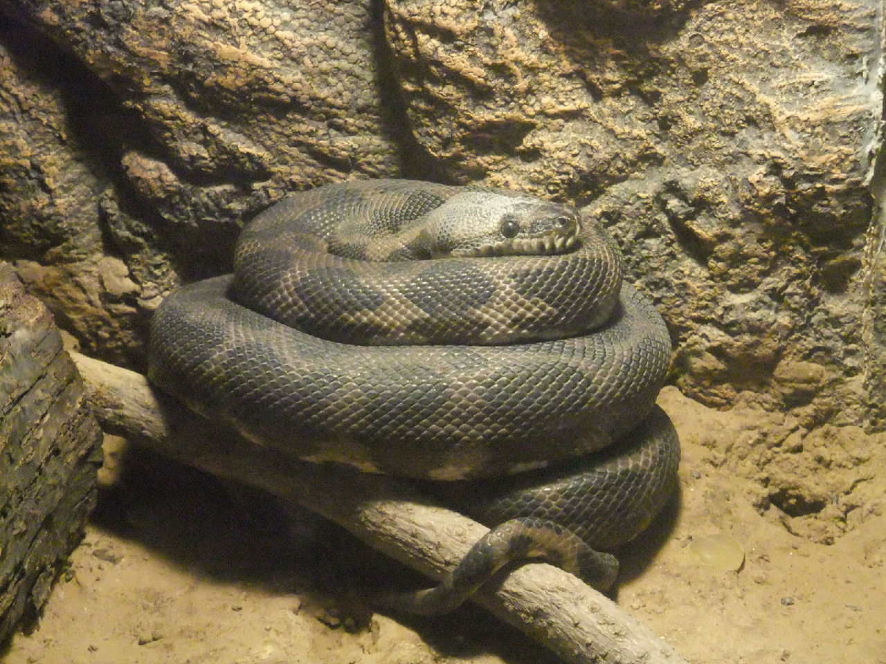  p>地毯蟒因花纹独特型似地毯而命名,是 a href="#" data-lemmaid="