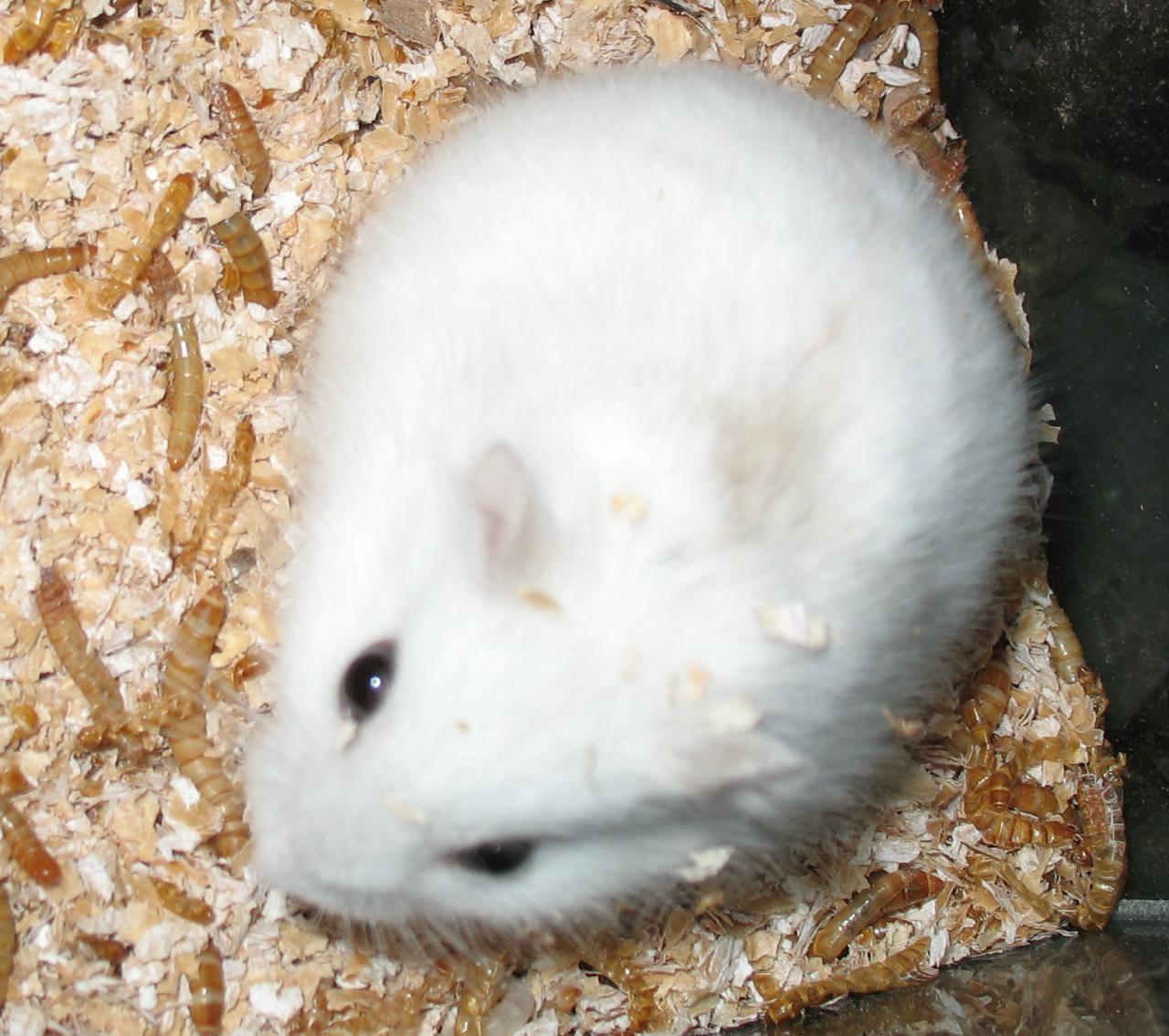 仓鼠—冬白