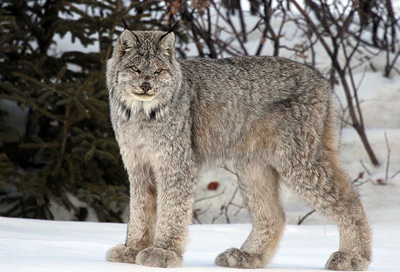  p>加拿大猞猁(学名: i>lynx canadensis /i>):共有3个 a href="#"
