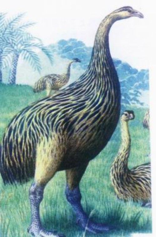 毛里求斯的国鸟:灭绝的渡渡鸟