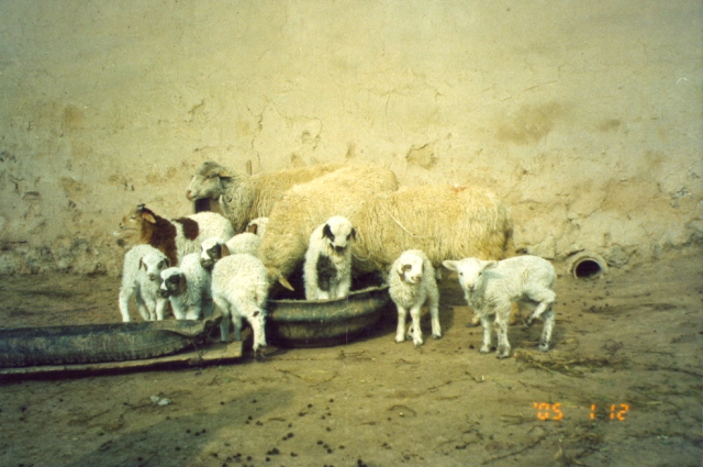  p data-id="gn3i99vljd">波德代,即波德代羊,产于世界上著名的羔羊肉