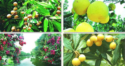 莆田四大名果