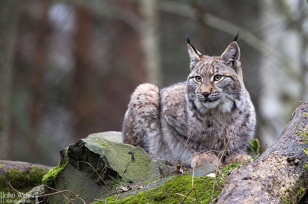  p>猞猁东部亚种(学名: i>lynx lynx orientalis /i>)是猞猁的亚种之