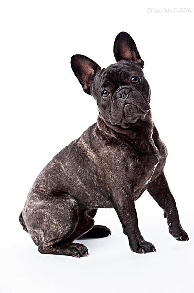  p>法国斗牛犬(french bulldog)是身体健壮,体型紧凑的小型犬,优秀的