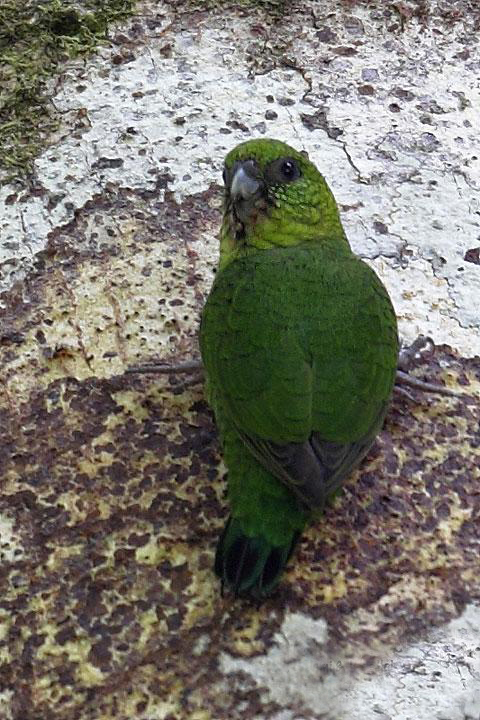 绿侏鹦鹉指名亚种