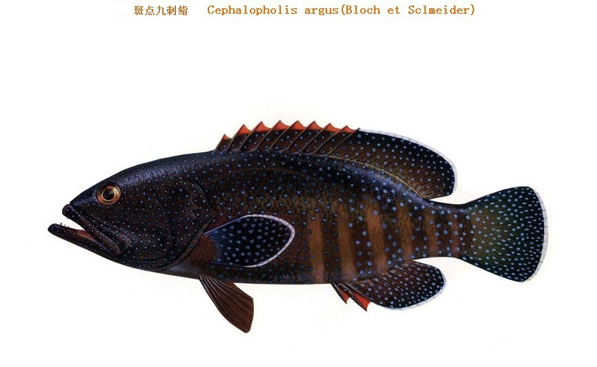  p>斑点九刺鮨,cephalopholis argus, a target="_blank" href="/item