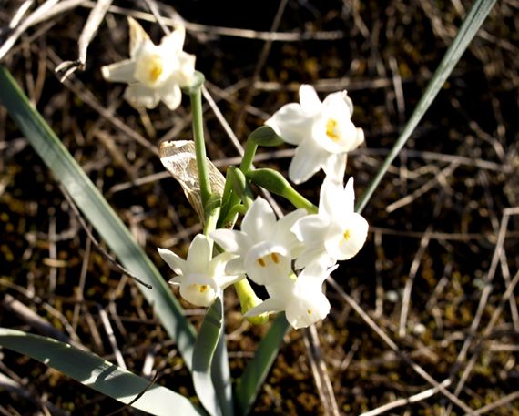  p>迪比水仙(学名: i>narcissus dubius /i> gouan):是 a target="