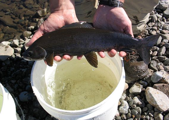  p>北美茴鱼(学名: i>thymallus arcticus arcticus /i>)的特征是具有