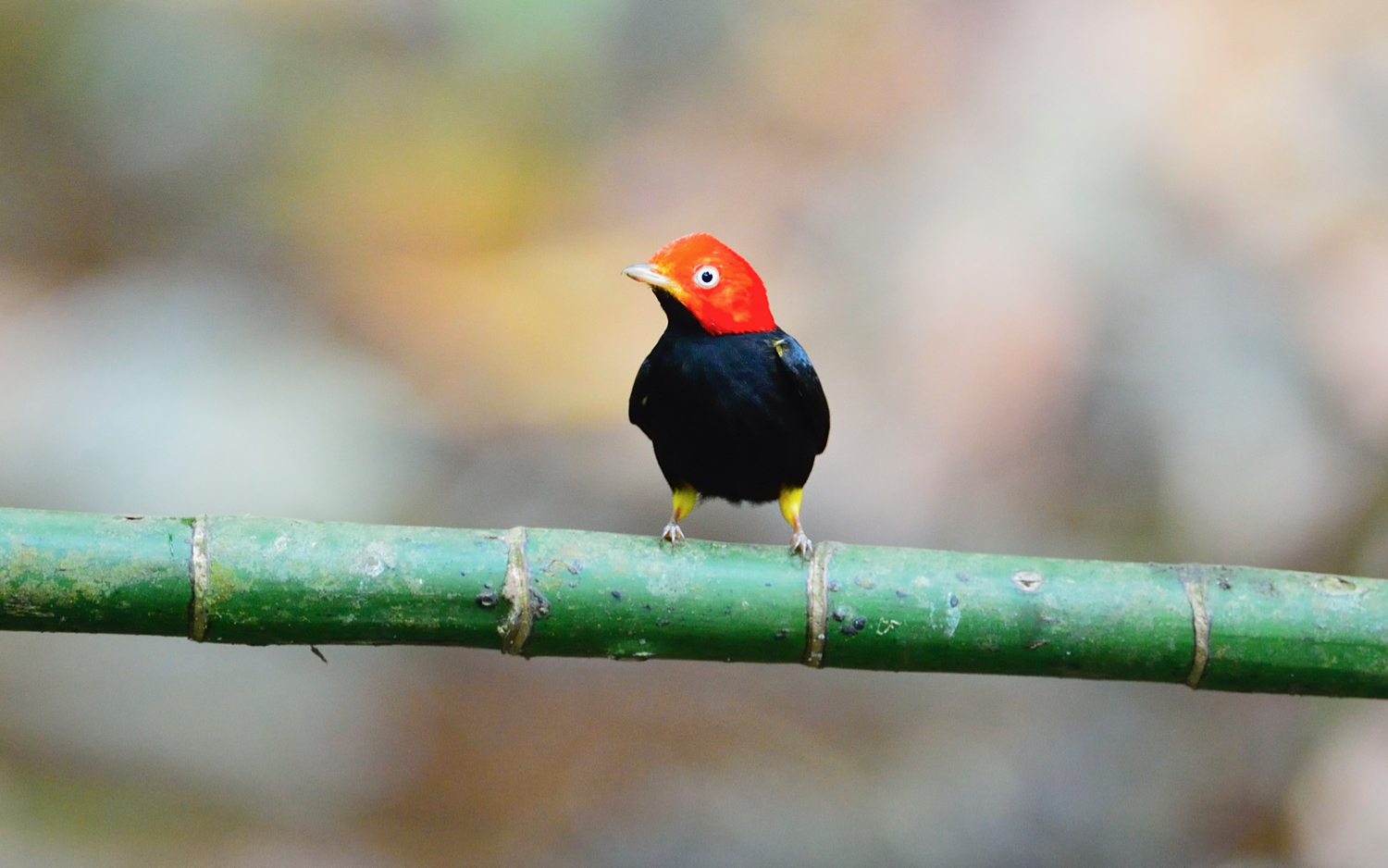  p>红顶娇鹟是一种 a target="_blank" href="