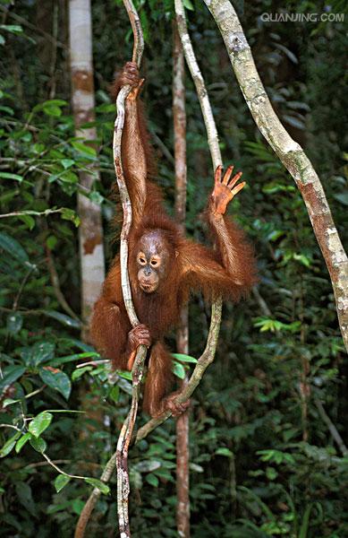 href="#" data-lemmaid="1593453">猴子 /a>最大不同的地方就是没有 a