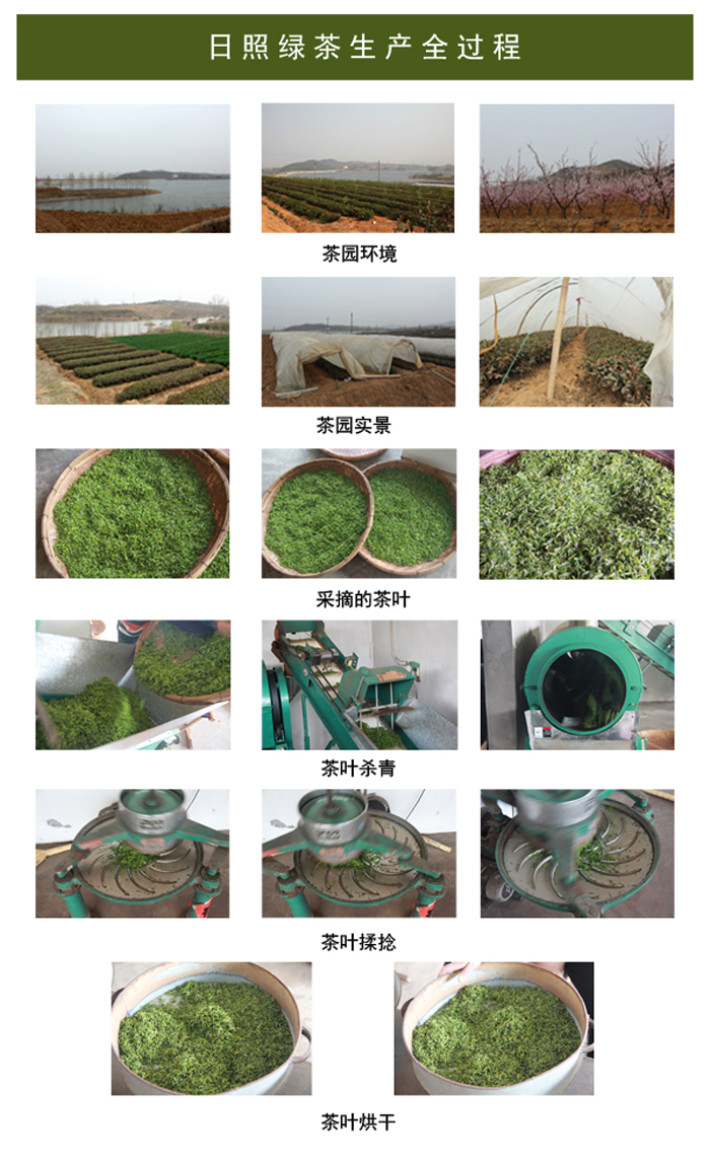 日照绿茶