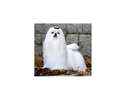 拉萨犬