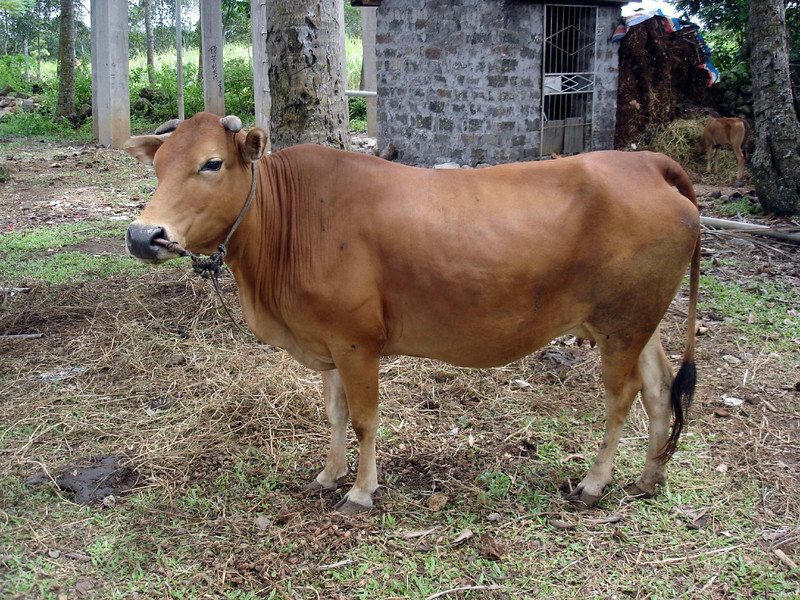  p>隆林牛产于 a target="_blank" href="/item/广西/162679" data