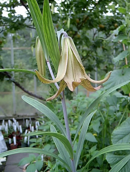  p>滇百合(学名: i>lilium bakerianum /i>  collett &amp; hemsl