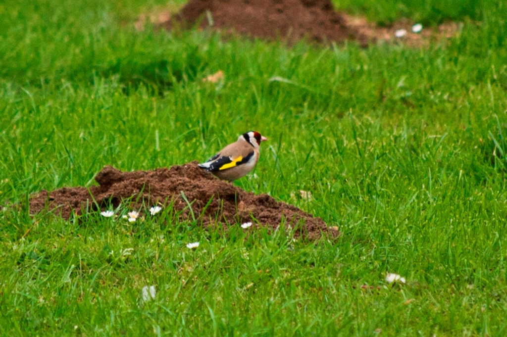  p>金丝鸟,别名玉鸟, a href="#" data-lemmaid="1336057">白玉鸟 /a>