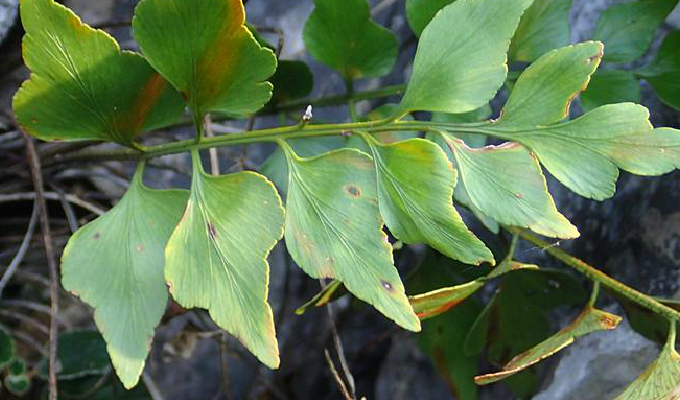 是铁角蕨科铁角蕨属的蕨类植物,根茎短而直立,密被褐色,有小齿牙线状