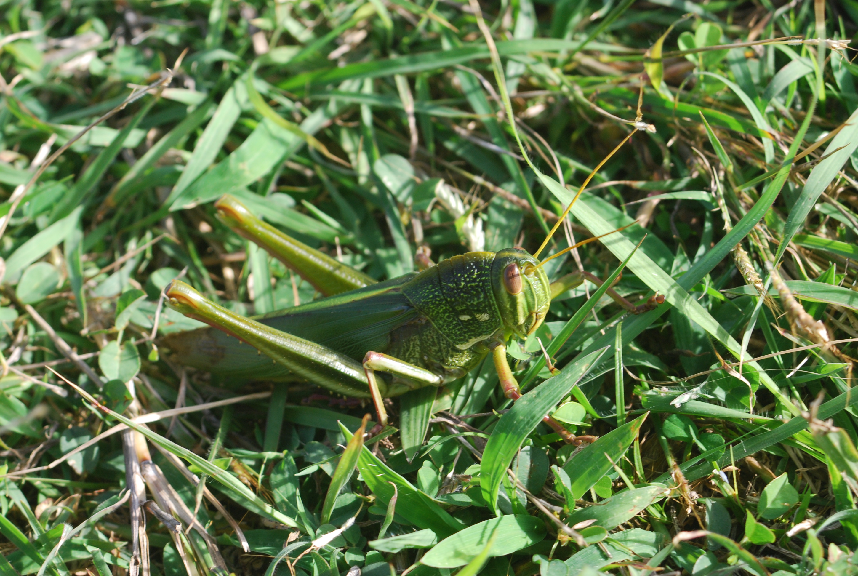 是台湾所有蝗虫中体型最大的一种,雌虫身长大于雄虫.