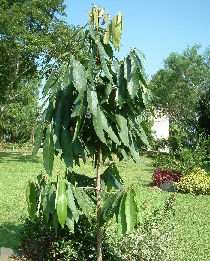 warb.)是肉豆蔻科红光树属常绿乔木,高达25m.
