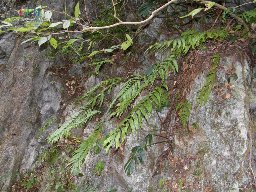 phymatosorus pic. serm.