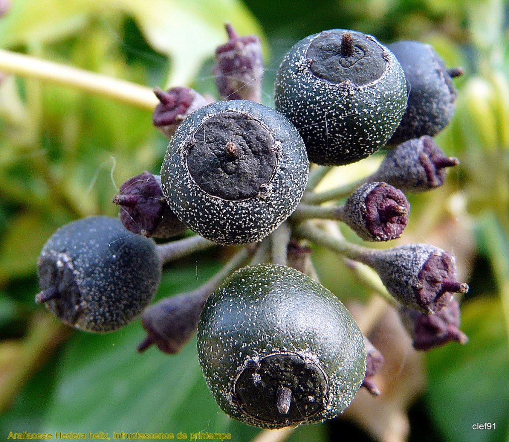  p>大果树参为 a target="_blank" href="/item/树参属">树参属 /a>