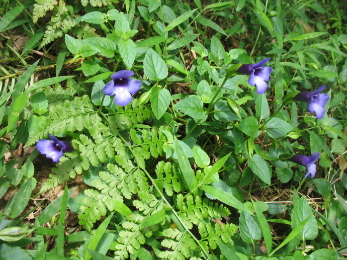  p>光叶蝴蝶草(学名:torenia asiatica)是玄参科 a href="#" data