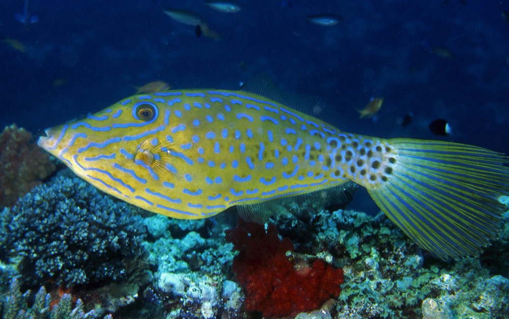  p>拟态革鲀(学名: i>aluterus scriptus /i>)是革鲀科,革鲀属鱼类.