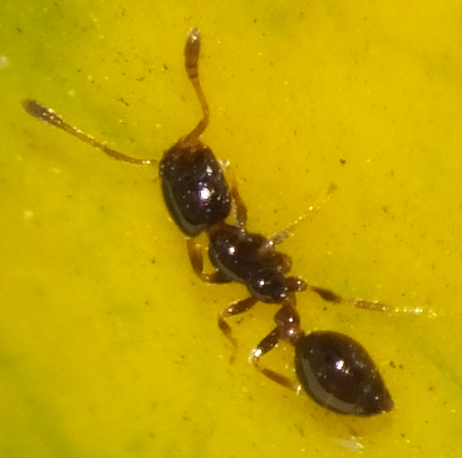  p>小家蚁属(monomorium),模式种:monomorium monomorium bolton,1987