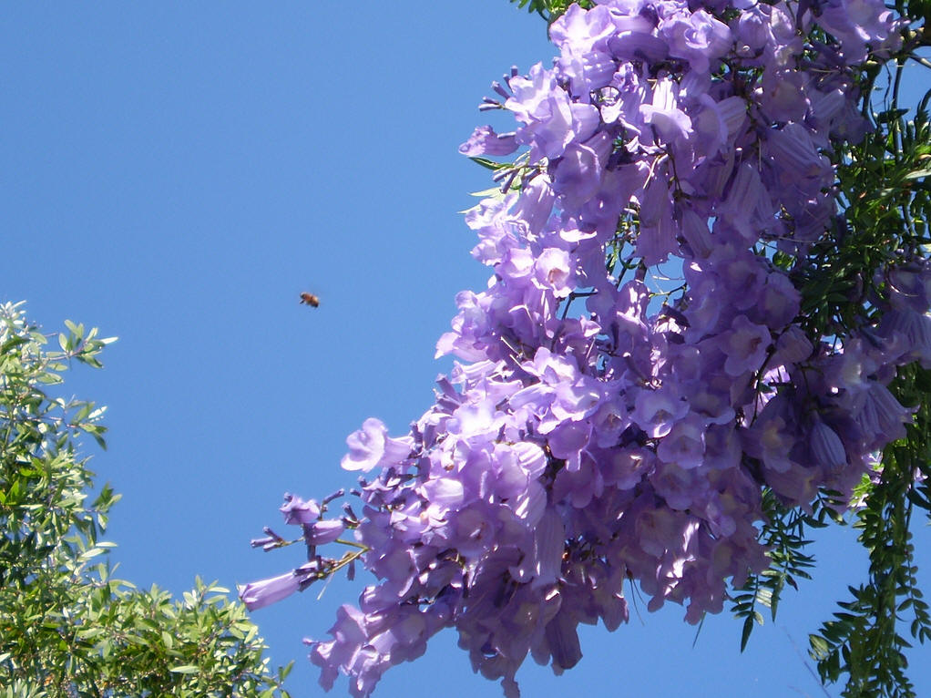  p>蓝花楹属(学名: i>jacaranda juss.