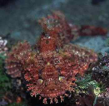 ="#" data-lemmaid="1195405">硬骨鱼纲 /a> a href="#">鲉形目 /a> 