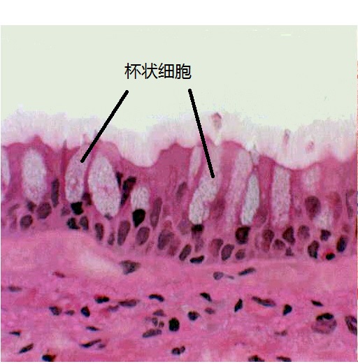  p>杯状细胞(goblet cell),亦称杯细胞,是一种分布于 a target="