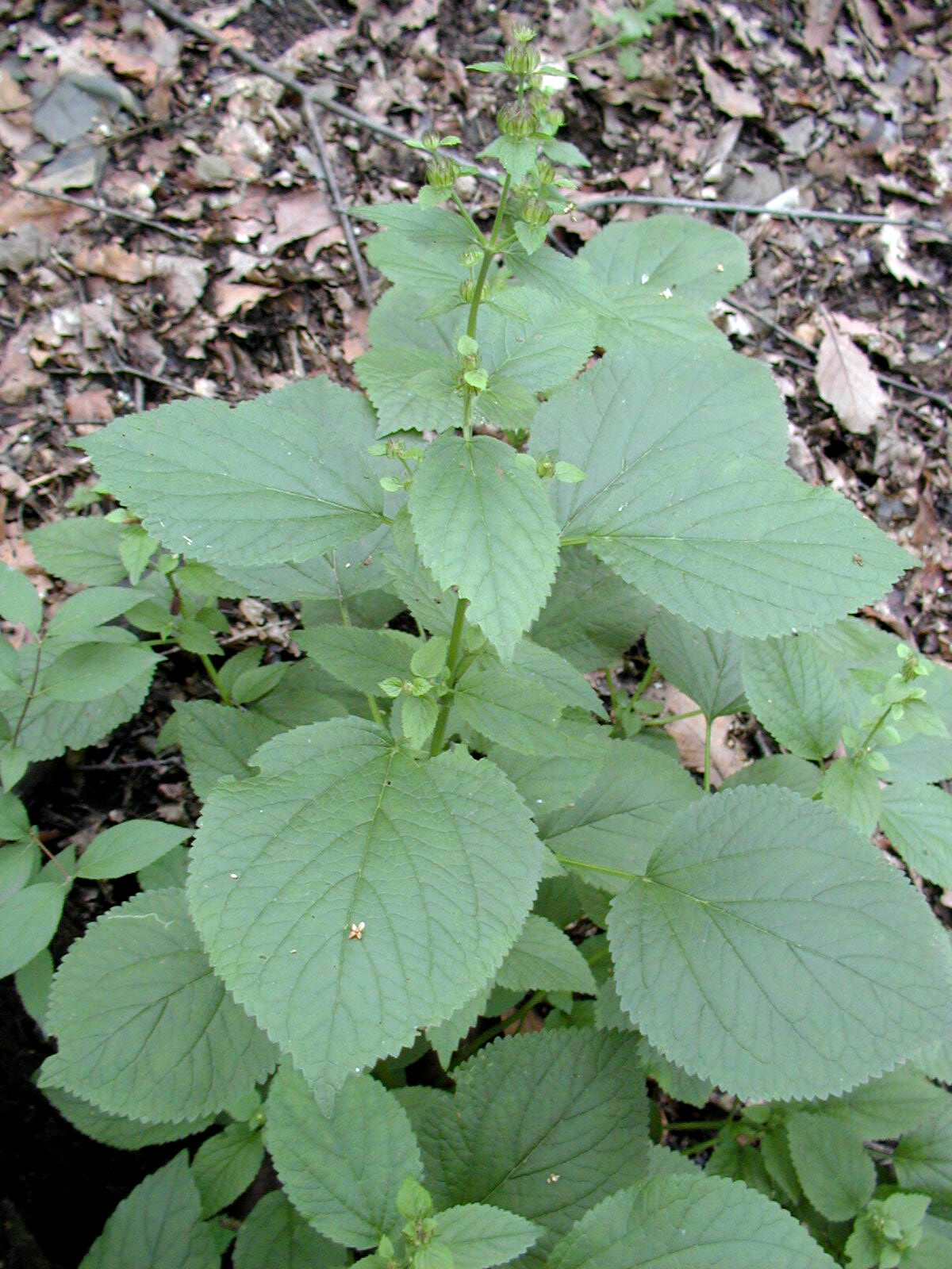  p>长白糙苏,学名phlomis koraiensis ,唇形科糙苏属植物,多年生草本.