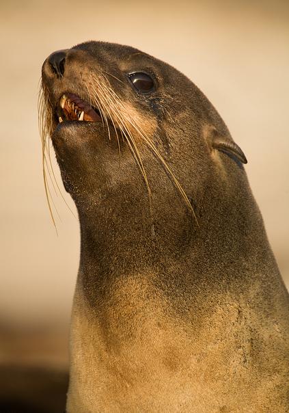  p>北海狗(拉丁学名: i>callorhinus ursinus /i>),大型海生哺乳动物.