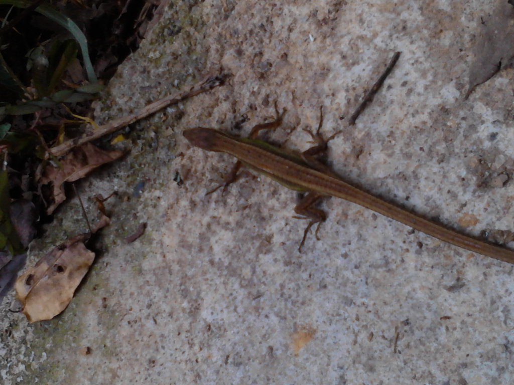  p>多棱南蜥(学名:mabuya multicarinata)为石龙子科南蜥属的爬行动物